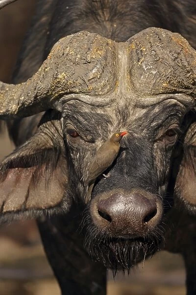 African Buffalo (Syncerus caffer) adult male, close-up of head, with Red-billed Oxpecker (Buphagus erythrorhynchus)