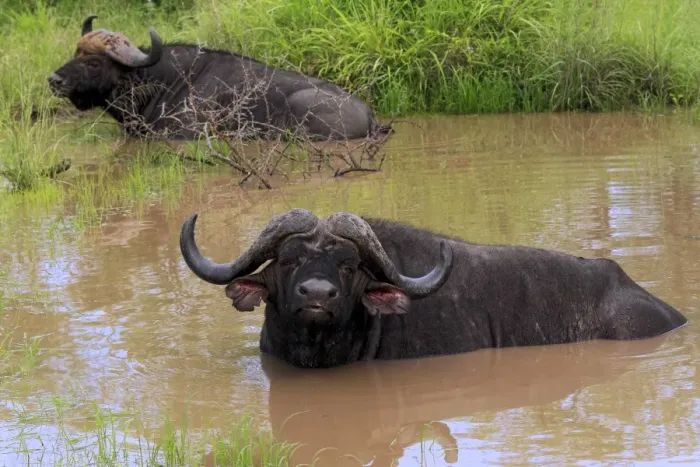 Framed Print : African Buffalo (Syncerus caffer) two adult males, resting in waterhole, Sabi Sabi Game Reserve, Kruger N. P Framed Print : African Buffalo (Syncerus caffer) two adult males, resting in waterhole, Sabi Sabi Game Reserve, Kruger N. P