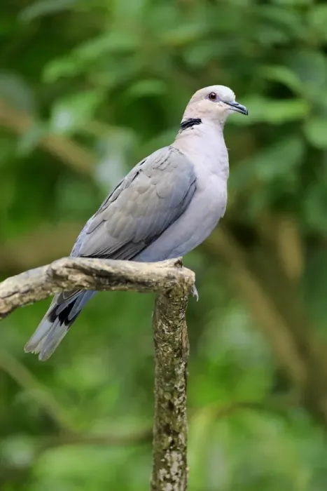 Framed Print : African Collared Dove (Streptopelia roseogrisea) adult, perched on branch (captive) Framed Print : African Collared Dove (Streptopelia roseogrisea) adult, perched on branch (captive)