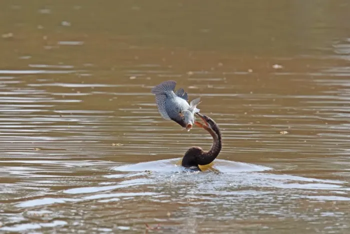 Framed Print : African Darter (Anhinga rufa) adult, feeding, swimming with fish in beak, Mlilwane Game Reserve, Swaziland