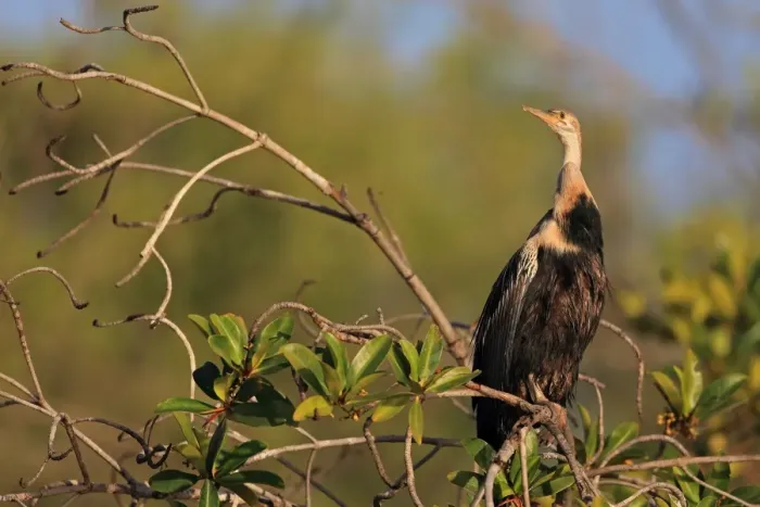 Framed Print : African Darter (Anhinga rufa) adult, perched on mangrove branch, Gambia, January