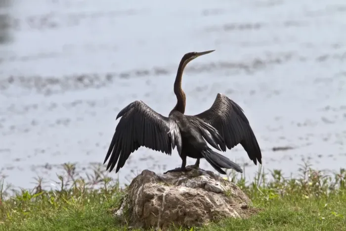 Framed Print : African Darter with wings spread - Botswana Framed Print : African Darter with wings spread - Botswana