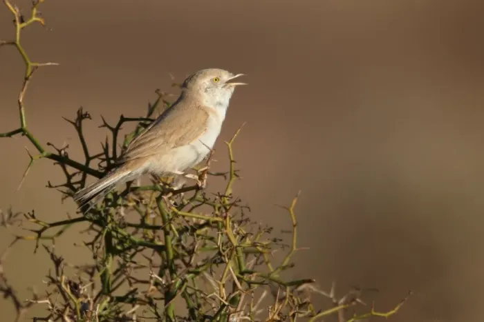Framed Print : African Desert Warbler (Sylvia deserti) adult, calling, perched on thorny bush, near Erg Chebbi, Morocco, february Framed Print : African Desert Warbler (Sylvia deserti) adult, calling, perched on thorny bush, near Erg Chebbi, Morocco, february