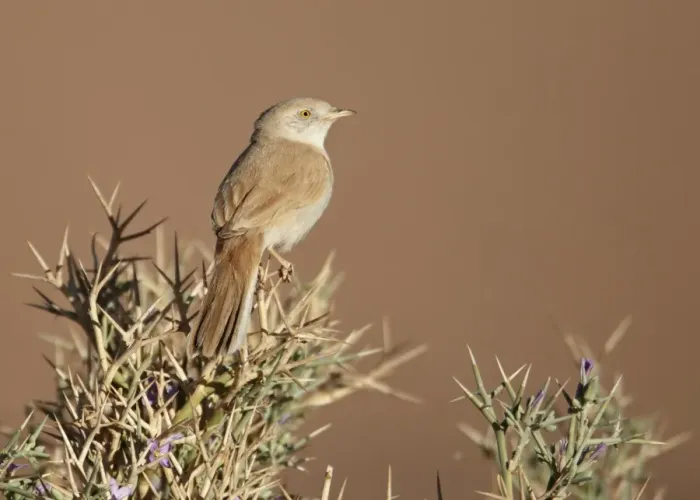 Framed Print : African Desert Warbler (Sylvia deserti) adult, perched on thorny bush, near Erg Chebbi, Morocco, february Framed Print : African Desert Warbler (Sylvia deserti) adult, perched on thorny bush, near Erg Chebbi, Morocco, february