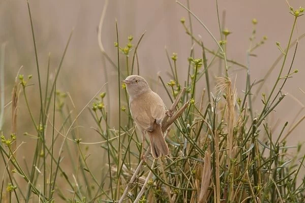 African Desert Warbler (Sylvia deserti) adult, perched on stem, Morocco, March