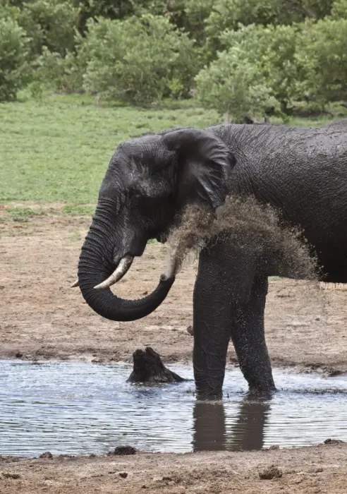 Framed Print : African Elephant drinking at Botswana water hole near Savuti Framed Print : African Elephant drinking at Botswana water hole near Savuti