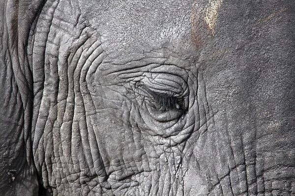 African Elephant face showing small eye and eyelashes