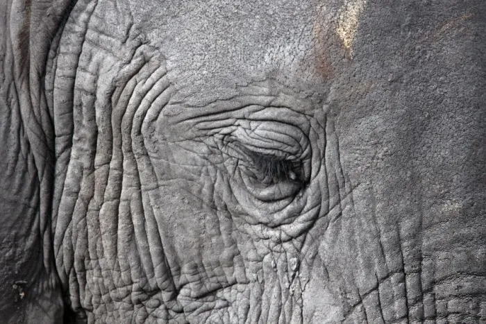 Framed Print : African Elephant face showing small eye and eyelashes Framed Print : African Elephant face showing small eye and eyelashes