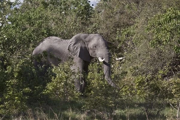 African Elephant feeds in thick bush near Savuti Botswana