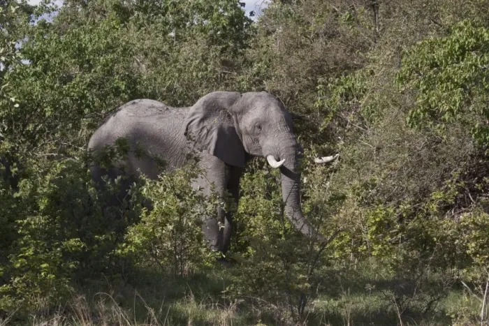 Framed Print : African Elephant feeds in thick bush near Savuti Botswana Framed Print : African Elephant feeds in thick bush near Savuti Botswana