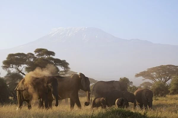 African Elephant (Loxodonta africana) adult females and calves, herd dustbathing and feeding