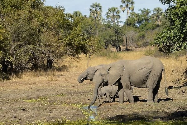 African Elephant (Loxodonta africana) adult females and calf, drinking at waterhole in woodland savannah