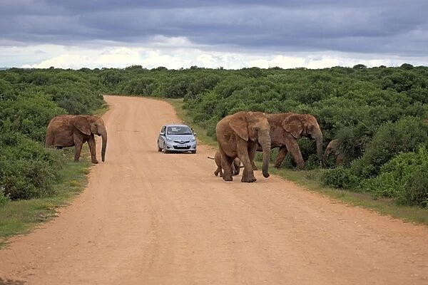 African Elephant (Loxodonta africana) adult females and calves, herd crossing road with car, Addo Elephant N. P
