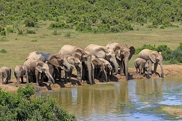 African Elephant (Loxodonta africana) adult females, immatures and calves, herd drinking at waterhole