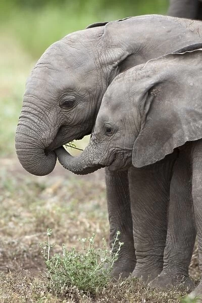 African Elephant (Loxodonta africana) two young calves, playing, Mashatu Game Reserve, Tuli Block, Botswana