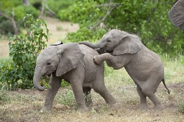 African Elephant (Loxodonta africana) two young calves, playing, Mashatu Game Reserve, Tuli Block, Botswana