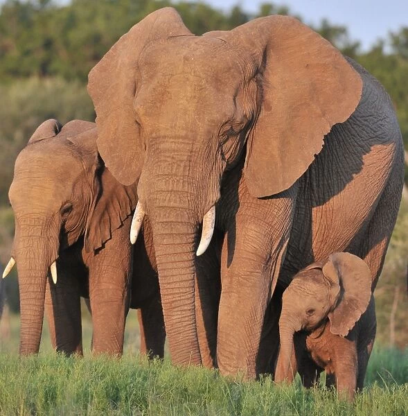 African Elephant (Loxodonta africana) adult female with young calf and immature, standing in lowveld
