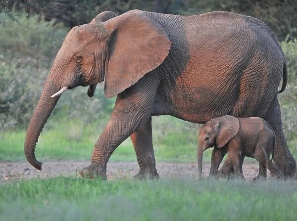 African Elephant (Loxodonta africana) adult female with young calf, walking in lowveld, in evening sunlight
