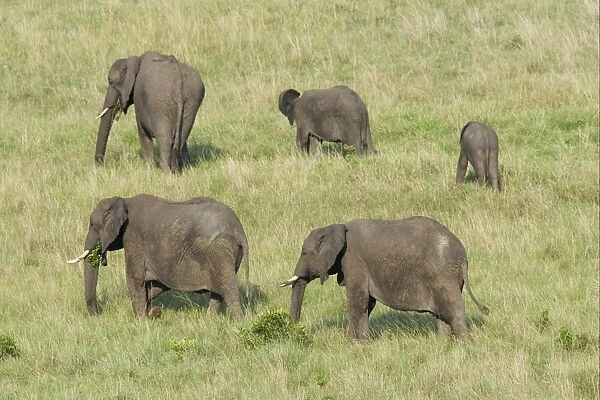 African Elephant (Loxodonta africana) family group, adults and young, feeding in grassland, Masai Mara, Kenya