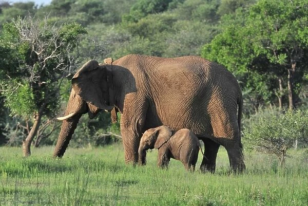 African Elephant (Loxodonta africana) adult female, wearing radio tracking collar, with young, standing in lowveld, Pilanesberg N. P. North West Province, South Africa