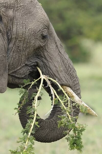 African Elephant (Loxodonta africana) adult female, close-up of head, feeding on acacia branch, Masai Mara, Kenya