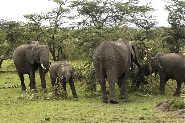African Elephant (Loxodonta africana) adult females with calves, feeding on acacia trees, Masai Mara, Kenya
