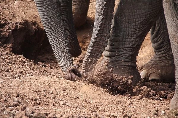 African Elephant (Loxodonta africana) adults and calves, close-up of trunks and feet