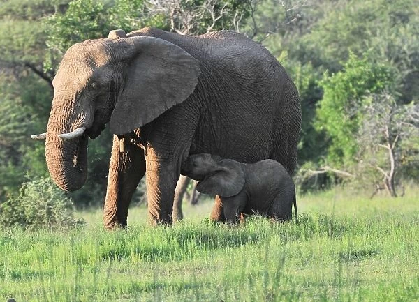 African Elephant (Loxodonta africana) adult female, wearing radio tracking collar, with young calf suckling