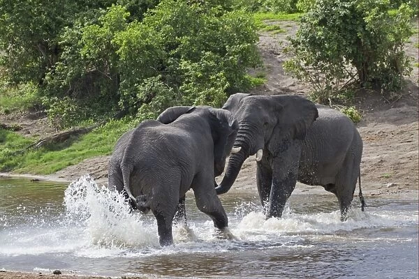 African Elephant (Loxodonta africana) two immature males, sparring in water, Savuti River, Savute, Chobe N. P. Botswana