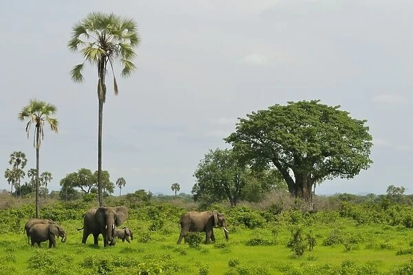 African Elephant (Loxodonta africana) adult females with calves, herd feeding in habitat, Ruaha N. P. Tanzania