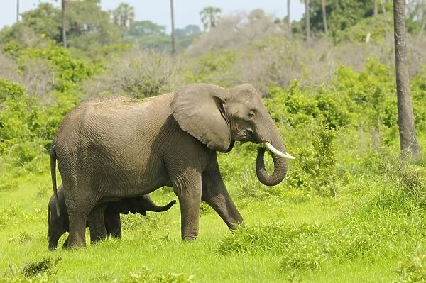 African Elephant (Loxodonta africana) adult female with calf, feeding, Ruaha N. P. Tanzania