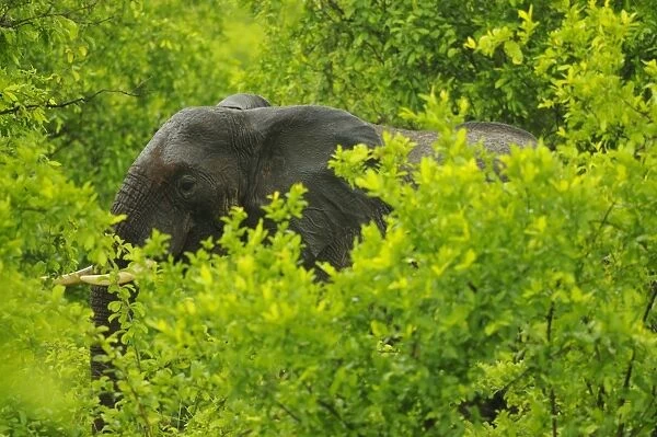 African Elephant (Loxodonta africana) adult female, with wet skin from rainfall, amongst vegetation in bush, Ruaha N. P