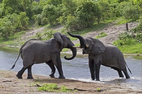 African Elephant (Loxodonta africana) two immature males, sparring in water, Savuti River, Savute, Chobe N. P. Botswana
