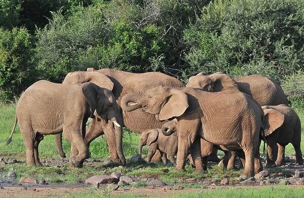 African Elephant (Loxodonta africana) adult females with young calf and immatures