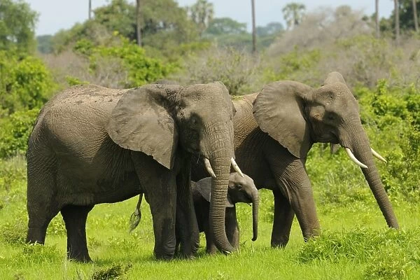 African Elephant (Loxodonta africana) adult females with calf, standing, Ruaha N. P. Tanzania