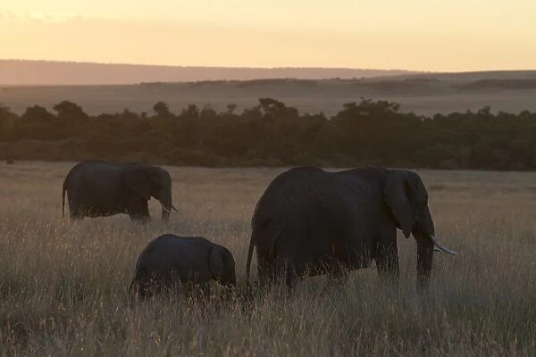 African Elephant (Loxodonta africana) adult females and calf, standing in savannah habitat at sunset, Masai Mara