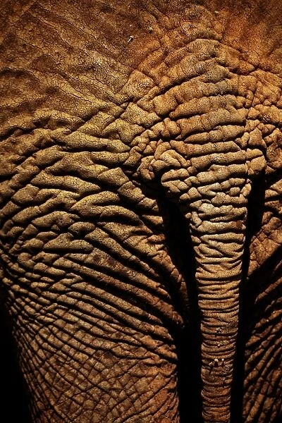 African Elephant (Loxodonta africana) adult, close-up of skin and tail, Kenya, January