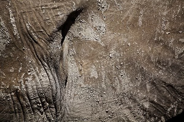 African Elephant (Loxodonta africana) adult, close-up of skin with dry mud, Amboseli N. P. Kenya, February
