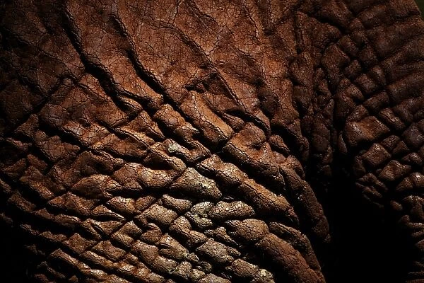 African Elephant (Loxodonta africana) adult, close-up of skin, Kenya, January