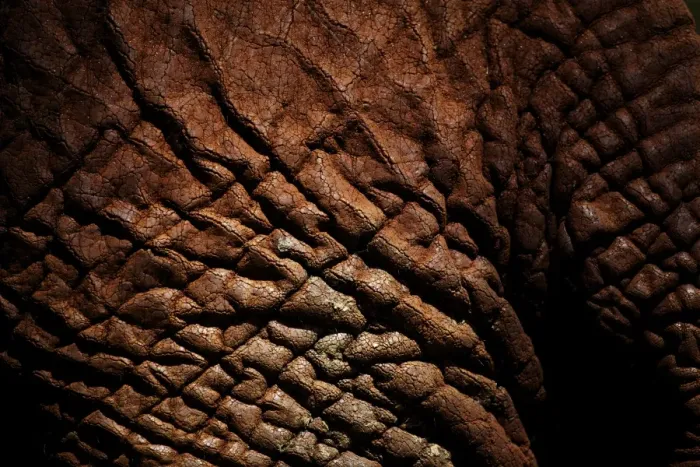 Framed Print : African Elephant (Loxodonta africana) adult, close-up of skin, Kenya, January