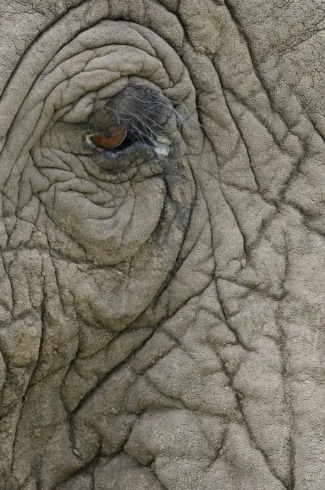 Framed Print : African Elephant (Loxodonta africana) adult, close-up of eye and skin, Masai Mara, Kenya Framed Print : African Elephant (Loxodonta africana) adult, close-up of eye and skin, Masai Mara, Kenya