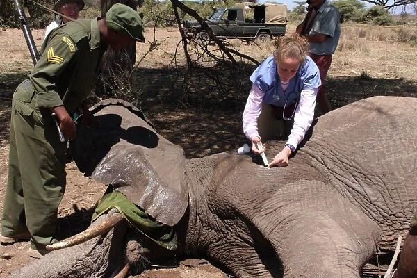African Elephant (Loxodonta africana) adult, tranquilised and having bullet wounds treated by vet