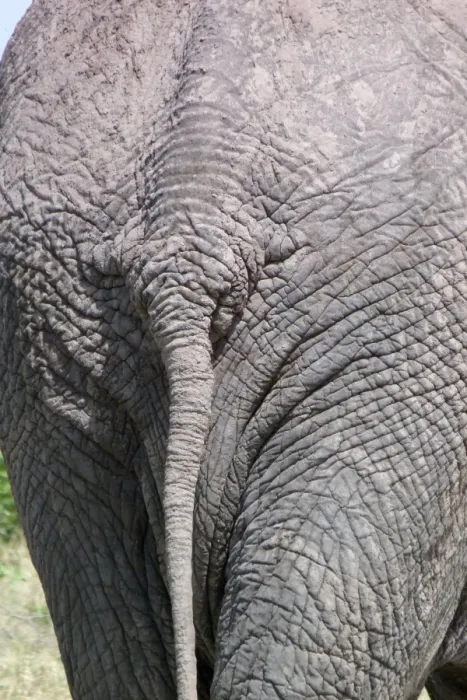 Framed Print : African Elephant (Loxodonta africana) adult, close-up of rump and tail, Okavango Delta, Botswana Framed Print : African Elephant (Loxodonta africana) adult, close-up of rump and tail, Okavango Delta, Botswana