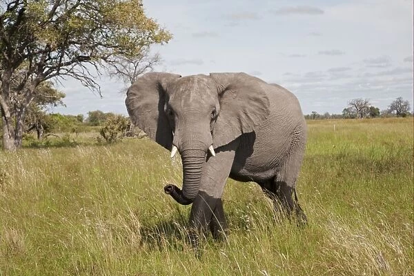 African Elephant (Loxodonta africana) adult, in aggressive pose, walking in wetland, Okavango Delta, Botswana