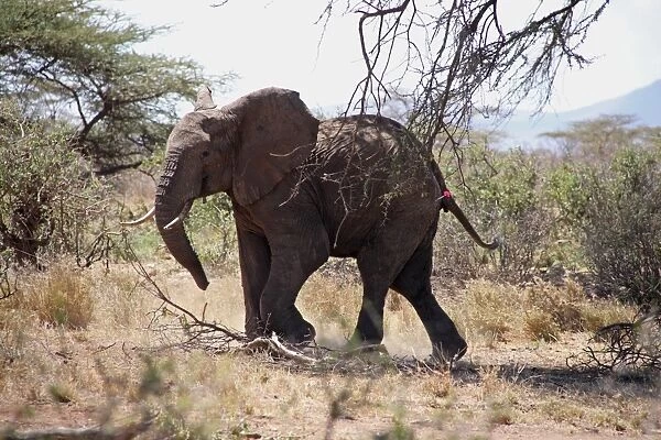 African Elephant (Loxodonta africana) adult, tranquilised with tranquiliser dart in rump