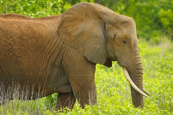 African Elephant (Loxodonta africana) adult, with soil stained skin, standing in vegetation, Ruaha N. P. Tanzania