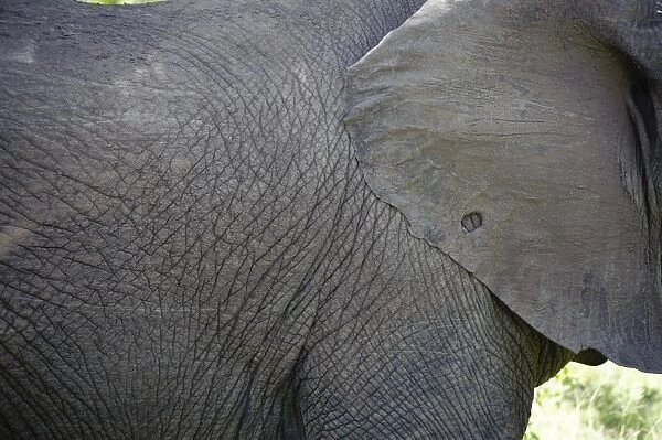 African Elephant (Loxodonta africana) adult, close-up of ear and body, Kruger N. P. Mpumalanga, South Africa