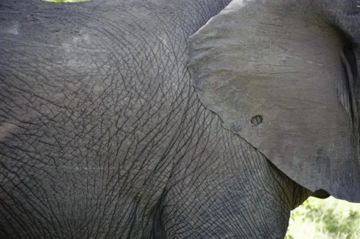 Framed Print : African Elephant (Loxodonta africana) adult, close-up of ear and body, Kruger N. P. Mpumalanga, South Africa