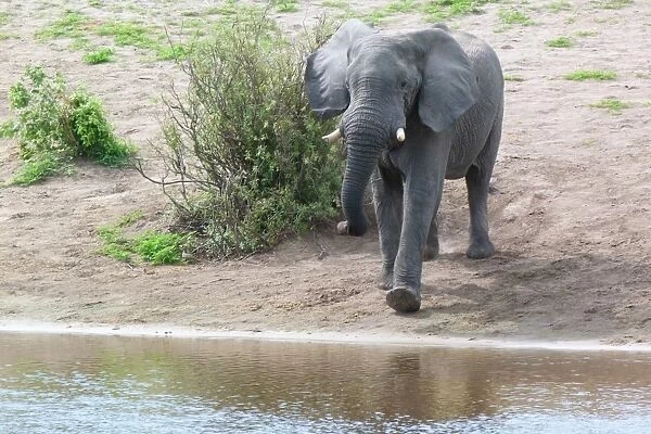 African Elephant (Loxodonta africana) adult, walking towards water, Okavango Delta, Botswana