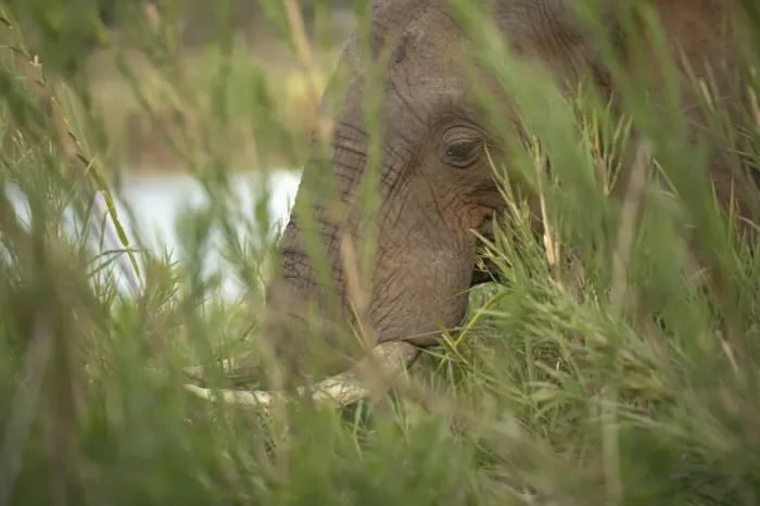 Framed Print : African Elephant (Loxodonta africana) adult, close-up of head, feeding in long grass beside river, Kruger N. P Framed Print : African Elephant (Loxodonta africana) adult, close-up of head, feeding in long grass beside river, Kruger N. P